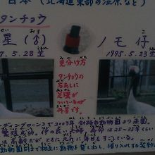 1987年生まれの丹星、長年旭山動物園のスターの一羽でした