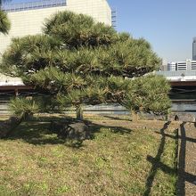 庭園から見た築地川