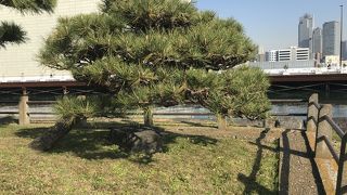 浜離宮に沿う川