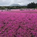 全面見事な芝桜