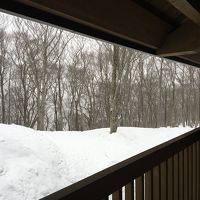 お部屋からはブナ林が見えました。