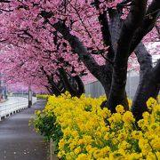 三浦海岸桜まつり 
