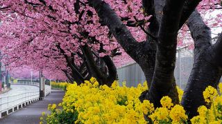 三浦海岸桜まつり 
