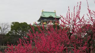 珍しく満開の梅林