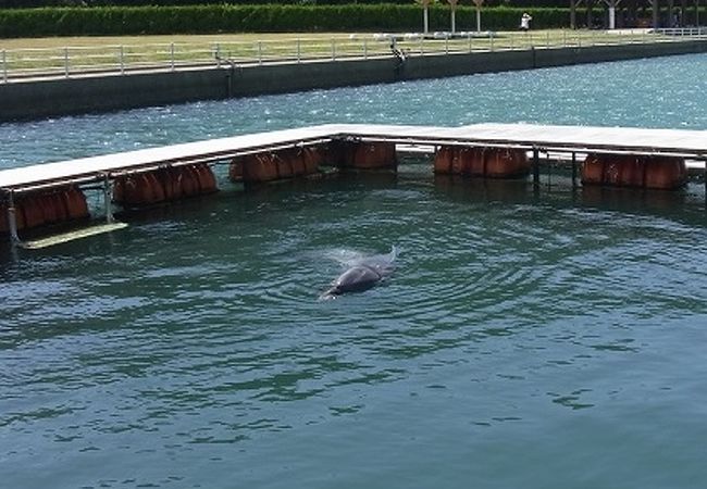 壱岐イルカパーク クチコミ アクセス 営業時間 壱岐 フォートラベル