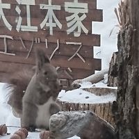 ピンぼけですが、朝食会場の外に来たエゾリスです。