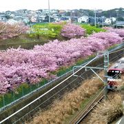 `桜並木/菜の花`と電車