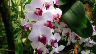 美しい蘭咲き誇る庭園