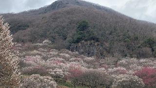 幕山とのコントラストが素晴らしい