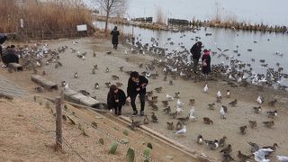 イソシギが見られました。