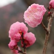 各種の梅が所狭しと咲き誇る