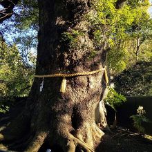 御神木の「大楠」