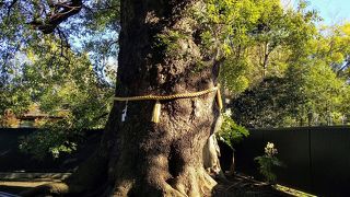 樹齢600年以上の御神木「大楠」