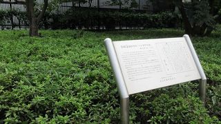 よほど植物好きの方でない限り、気にも留めずに通り過ぎてしまうと思います。