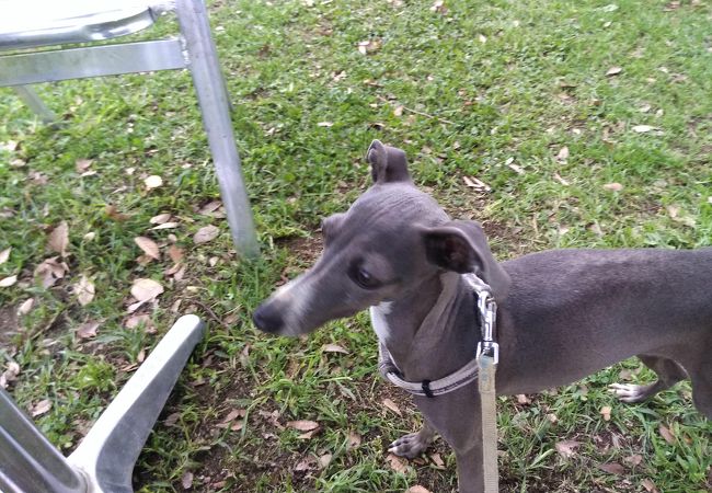世界の名犬牧場 クチコミ アクセス 営業時間 赤城山周辺 フォートラベル 世界の名犬牧場 クチコミ アクセス 営業時間 赤城山周辺 フォートラベル