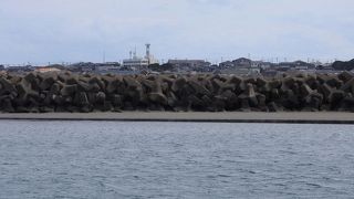 ウミアイサが見られました。