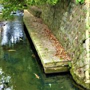 金沢街道沿いの滑川に`鯉`が♪