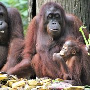 ボルネオ島のオランウータン保護施設