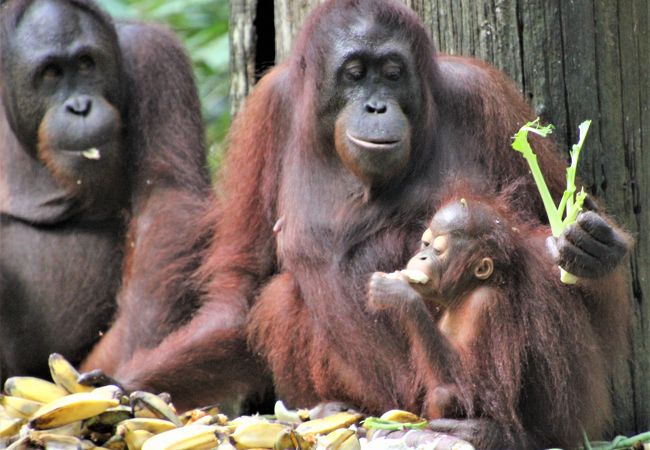 ボルネオ島のオランウータン保護施設