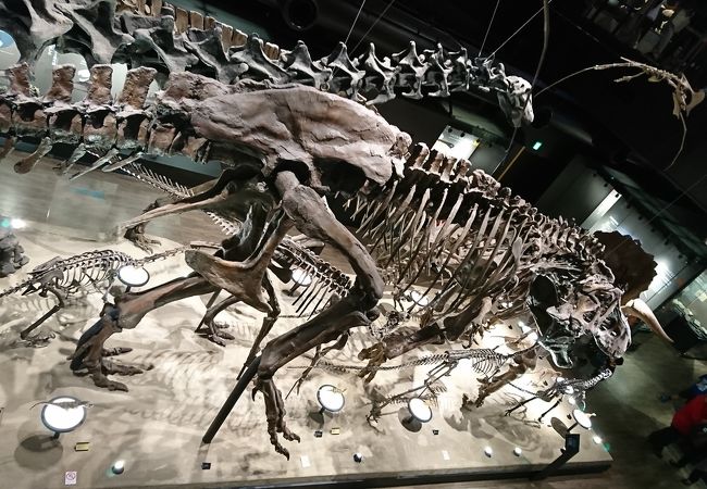 御船町恐竜博物館 クチコミ アクセス 営業時間 山都 熊本空港 フォートラベル 御船町恐竜博物館 クチコミ アクセス 営業時間 山都 熊本空港 フォートラベル