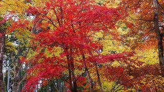 赤と黄色のマリアージュ。