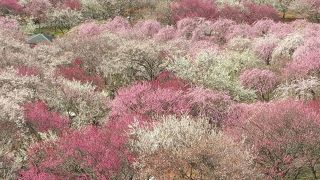 梅まつり　ピンクのもふもふ