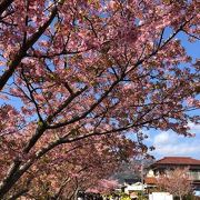 河津桜まつり2020はもう満開を過ぎて葉桜に近かった。