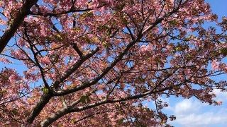 河津桜まつり2020はもう満開を過ぎて葉桜に近かった。