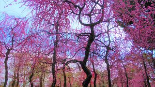 すばらしい風景を堪能することができました