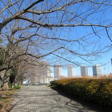 北東方向に細長い遊歩道の途中の様子