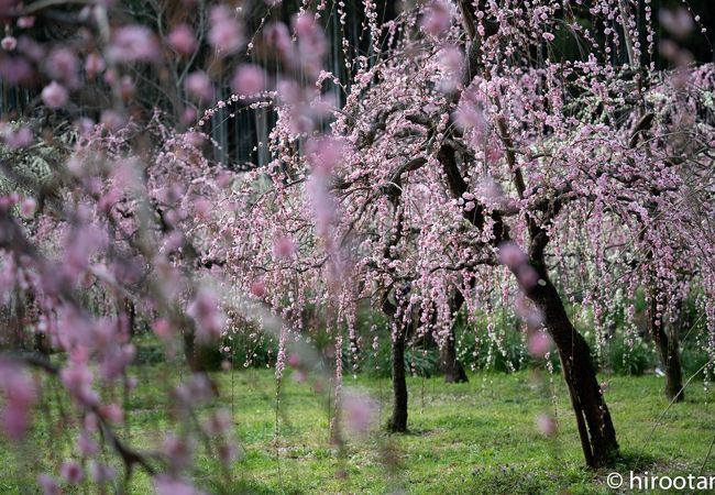 街中にある梅林と農園