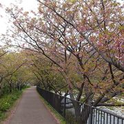 今回の旅行の目的は長年の希望の河津桜を見ることでしたが・・・ 季節ものは難しい！