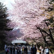 桜の名所 By たびするbrian 北海道神宮のクチコミ フォートラベル