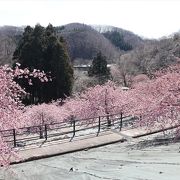 河津桜が見事でした