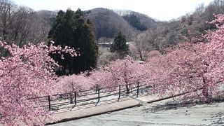 河津桜が見事でした