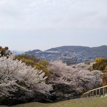 芝生もきれい