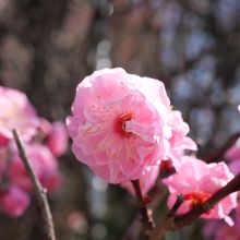 香梅園 