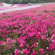 芝桜が綺麗