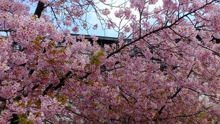 三島で一番立派な神社