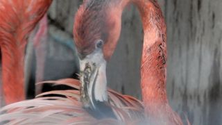 北海道でフラミンゴが見られます
