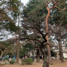 いつもより人が少ない大宮公園