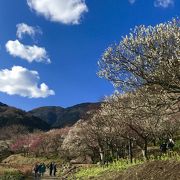 湯河原温泉の梅林。