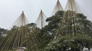 兼六園　唐崎松