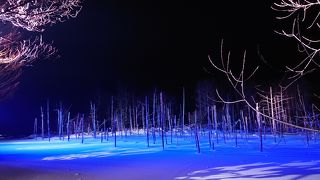 冬のライトアップに行ってきました