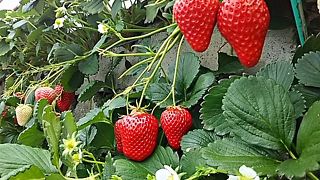 まるぞういちご狩り