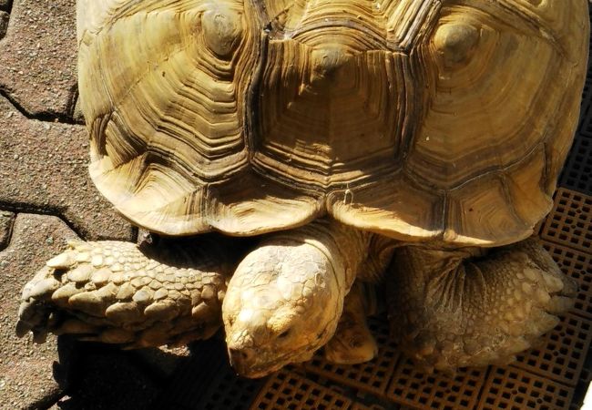 宝登山小動物公園 クチコミ アクセス 営業時間 長瀞 フォートラベル 宝登山小動物公園 クチコミ アクセス 営業時間 長瀞 フォートラベル