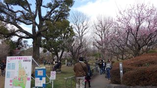 せたがや梅まつり開催中でした