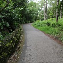 このような山道を登っていきます。