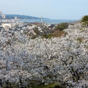 氷見の桜の名所。市街地や海も見渡せます