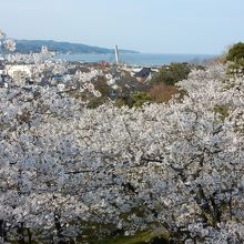 桜と氷見の街、日本海